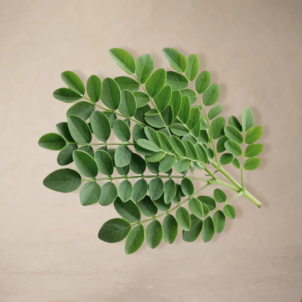 Moringa Products